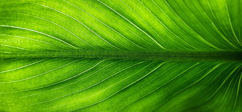 Eco-Friendly Gifts